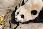 Avatar de Usuario